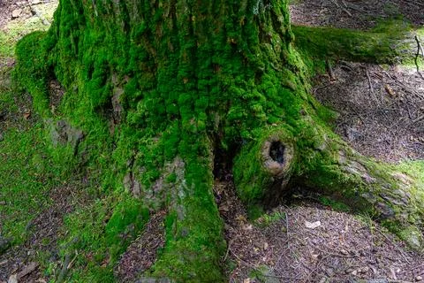 Root system of a mature tree, with extensive surface roots covered by moss .. 스톡 사진