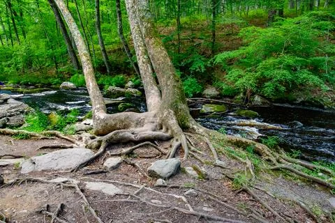 Root system of a mature tree, with extensive surface roots covered by moss .. Foto stock