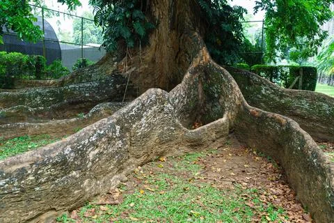 Root system of an old tropical tree Stock Photos
