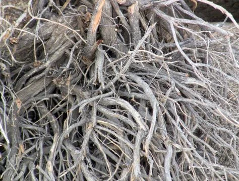 Root System Foto stock