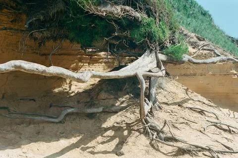 Root System Stock Photos