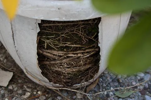 The root system of a plant Stock Photos