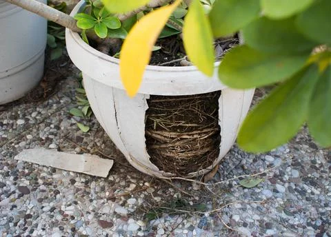 The root system of a plant Stock Photos