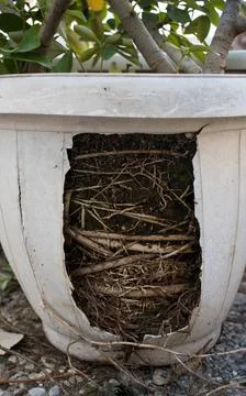 The root system of a plant Stock Photos