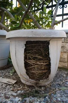 The root system of a plant Stock Photos