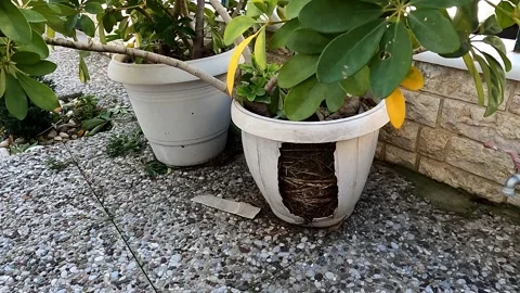 The root system of a plant in a white broken plastic plant pot Video stock 149270959