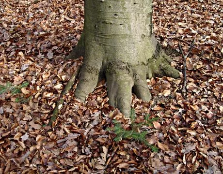 Root system similar Stock Photos