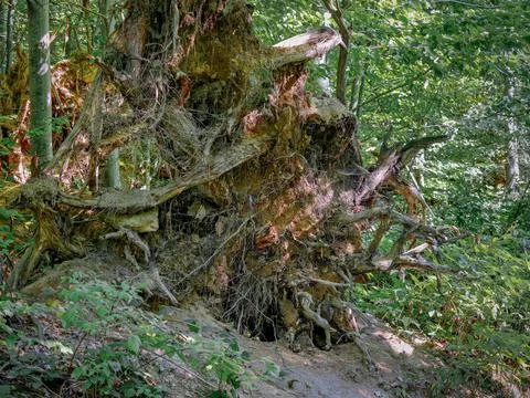 Root system with soil of a tree that fell due to a storm, Bavarian Forest N.. Stock Photos
