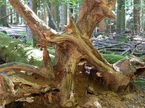 Root system with soil of a tree that fell due to a storm, Bavarian Forest N.. Stock Photos