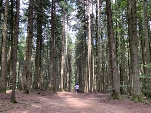 The root system of tall forest trees. Forest road among huge pines. Old for.. Stock Photos