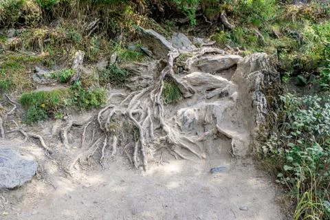 Root system of a tree growing in rocky terrain, selective focus Stock Photos