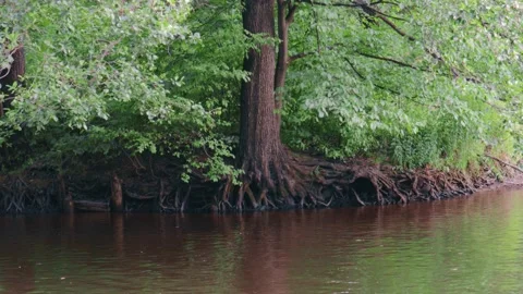 Root system of the tree nutrients in soil and water 스톡 동영상 157294261