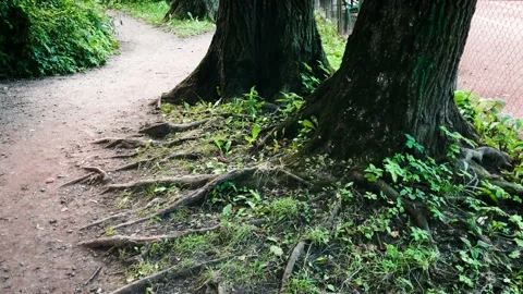 Root system of the tree sprouts into the ground trunk green moss leaves. Stock-Footage 209143514