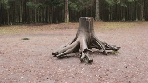 The root system of the tree is visually nature education wild 스톡 동영상 142357003