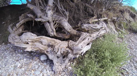 The Root System Of Trees at a seaside Vidéo 55459883