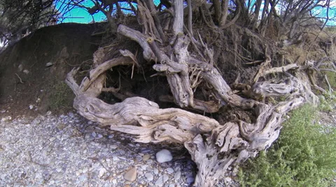 The Root System Of Trees at a seaside 動画素材 55459929