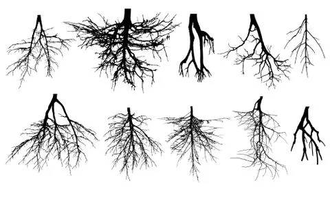 Root system of trees. Set of rootage. Vector illustration. Stock Illustration