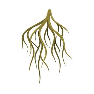 Root system, underground stem, rootstalk. Botany or dendrology design element Stock Illustration