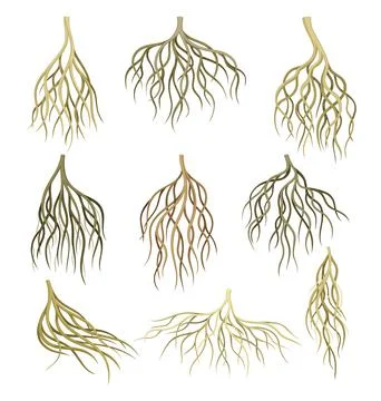 Root systems set. Underground stems, rootstalks. Botany or dendrology elements Stock Illustration