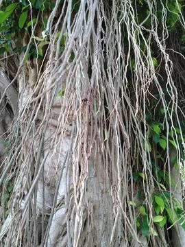 Root of the tree 2 Stock Photos