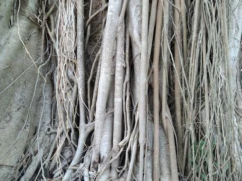 Root of the tree 4 Stock Photos