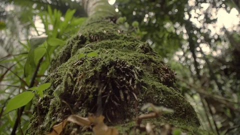 Root of a tree in the amazon rainforest Stock Footage 129846194