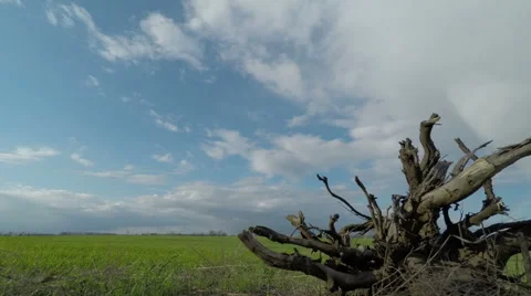 Root of a Tree and Clouds Sweep Over the Green Field Stock Footage 49743626