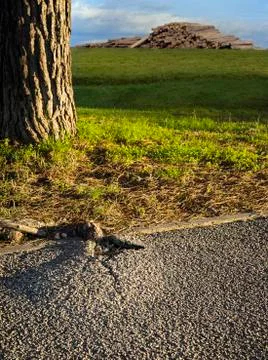 Root from a tree is breaking the asphalt Stock-Fotos