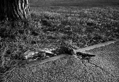 Root from a tree is breaking the asphalt Stock Photos