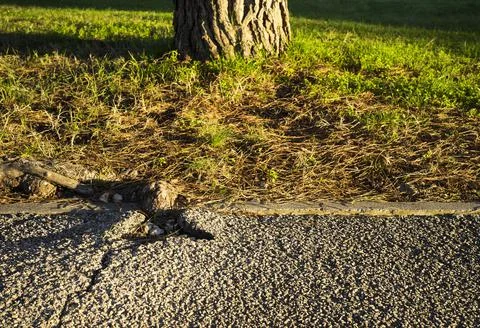 Root from a tree is breaking the asphalt Stock-Fotos