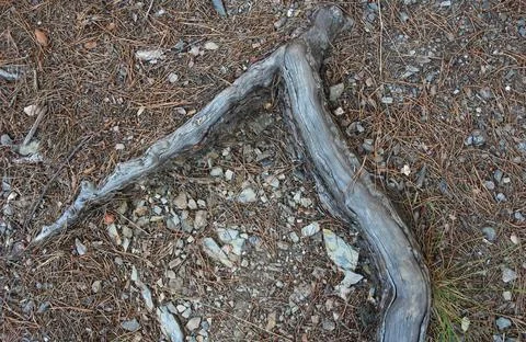 Root of a tree coming out of the ground Stock Photos