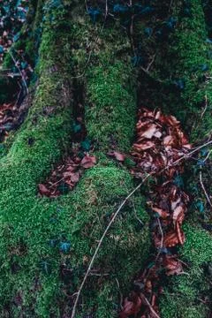 Root of a tree covered with moss close-up Stock Photos