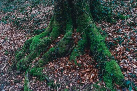 Root of a tree covered with moss Stock Photos