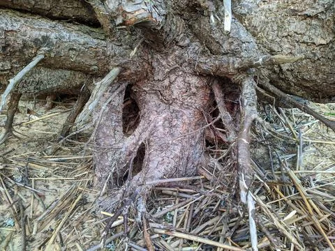 Root of the tree during the day in the summer. Stock Photos