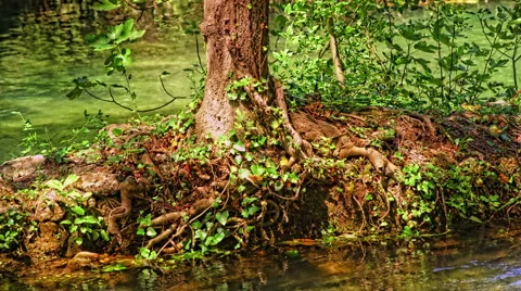 Root of the tree at the edge of the river Stock Footage 46060948
