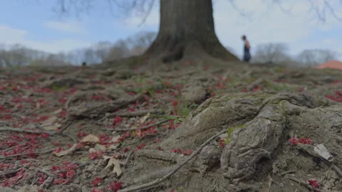 Root of the tree 库存影片 336335128