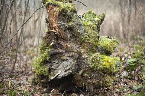 Root of tree in forest. Fallen tree. Details of nature. Dry stump. Moss on tr Stock Photos