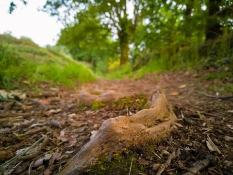 Root of a tree in a forest path Stock Photos