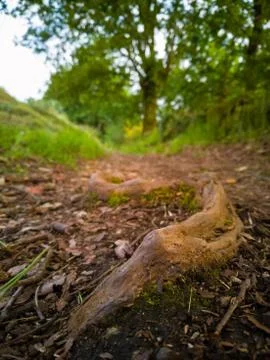 Root of a tree in a forest path Stock Photos