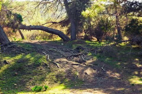 The root of the tree in the forest Stock Photos
