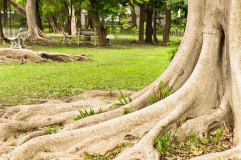 Root tree in garden. Foto stock