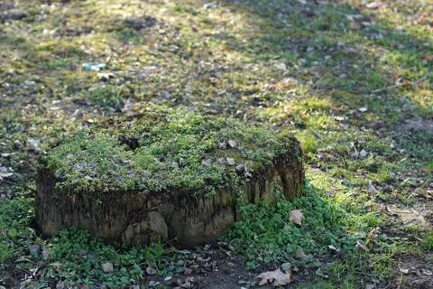 The root of the tree in the green grass. Growing, life Stock-Fotos