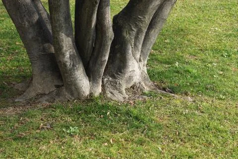 The root of the tree in the green grass. Growing, life Stock Photos