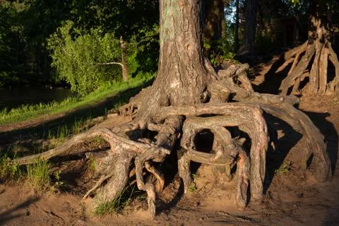 The root of the tree in the green grass. Stock Photos