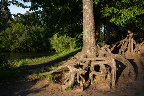 The root of the tree in the green grass. Stock Photos