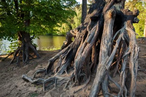 The root of the tree in the green grass. Stock Photos