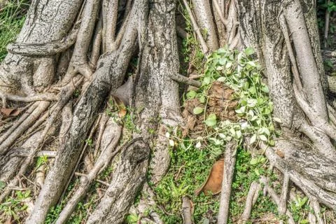 The root of the tree in the green grass. Stock Photos