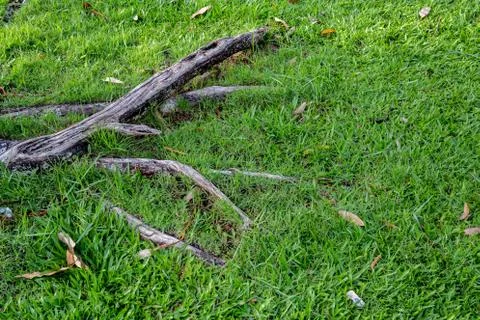 The root of the tree in the green grass. Foto stock