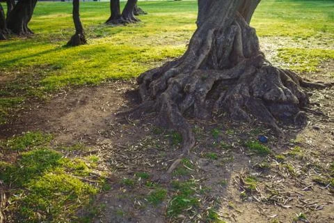 The root of the tree in the green grass. Stock Photos