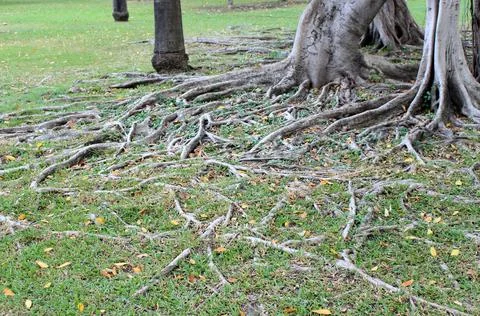 The root of the tree in the green grass Stock Photos
